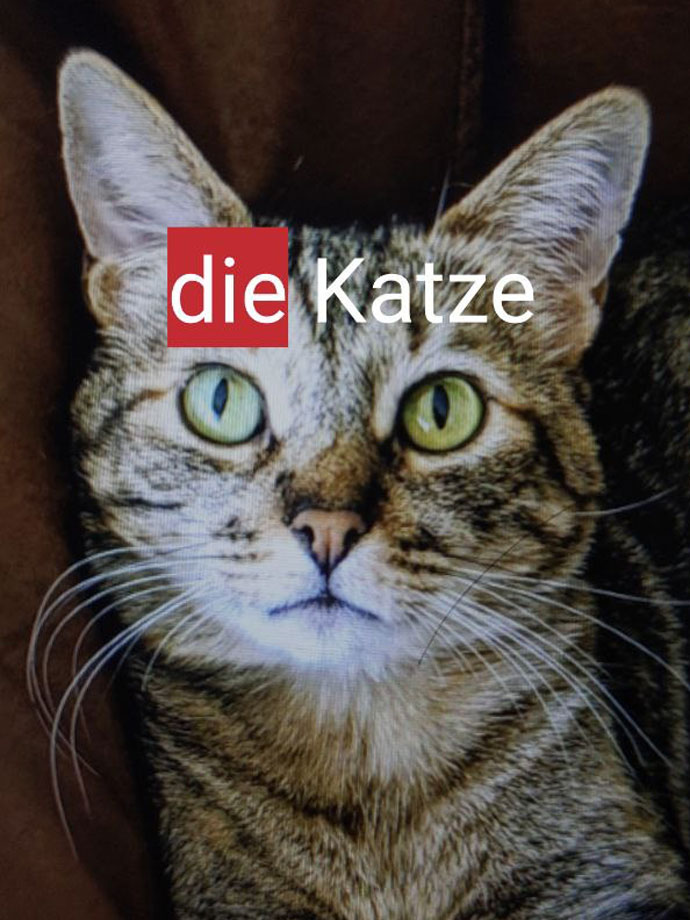 Using Cloud Translation and Vision API to Learn German Vocabulary